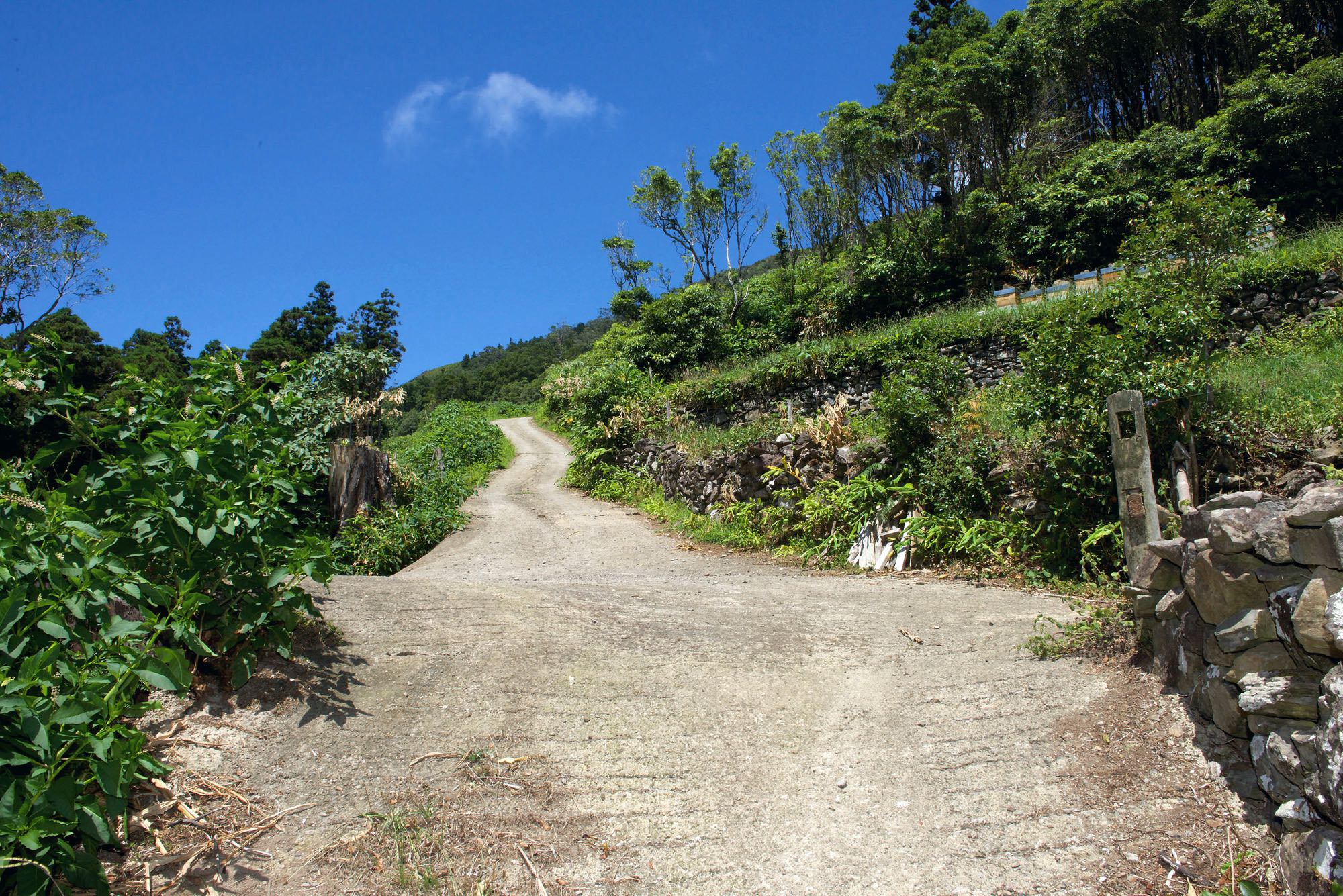 Eine steile Betonstra&szlig;e führt aus dem Tal des Ribeira da Cruz hinauf