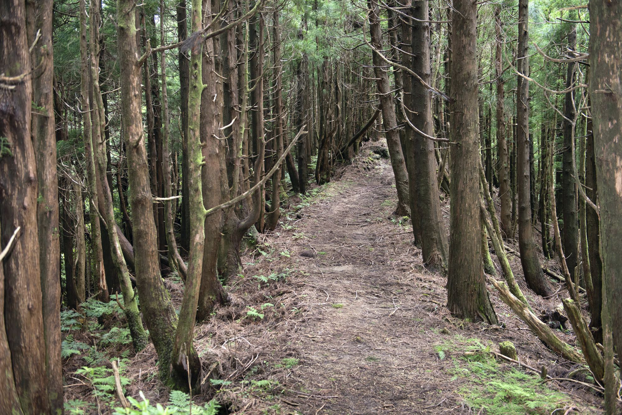 Höhenweg auf den Pico da Vara