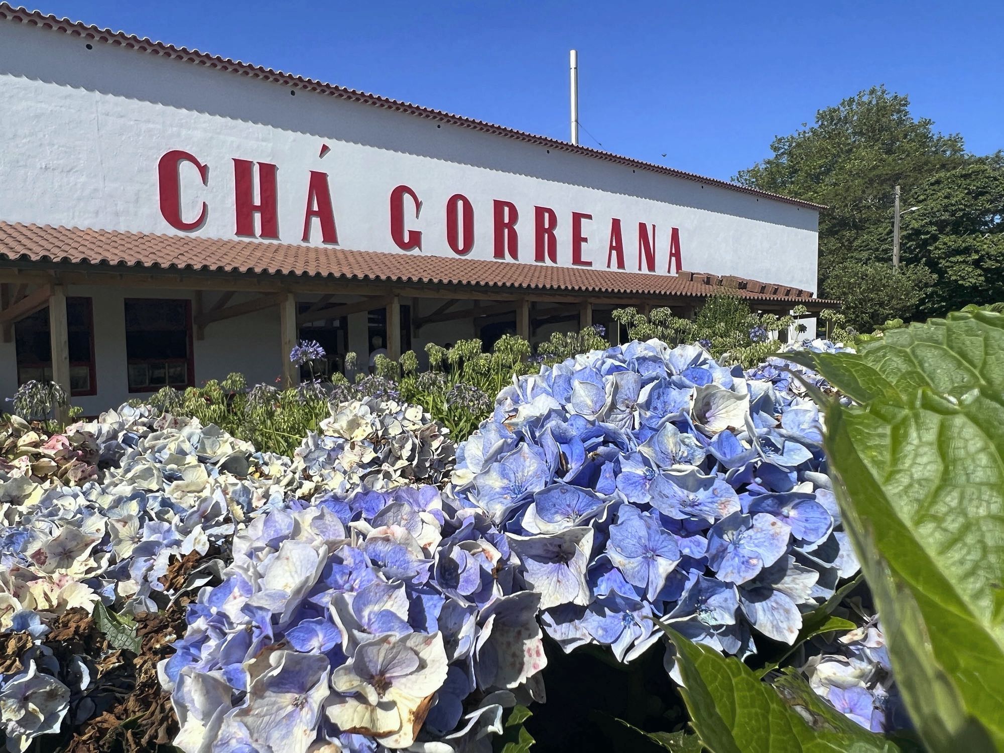 Fábrica de Chá Gorreana