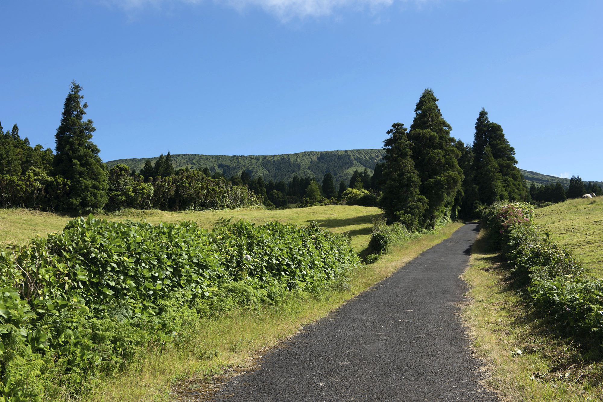 Eine schmale Straße führt Richtung Cedros hinab