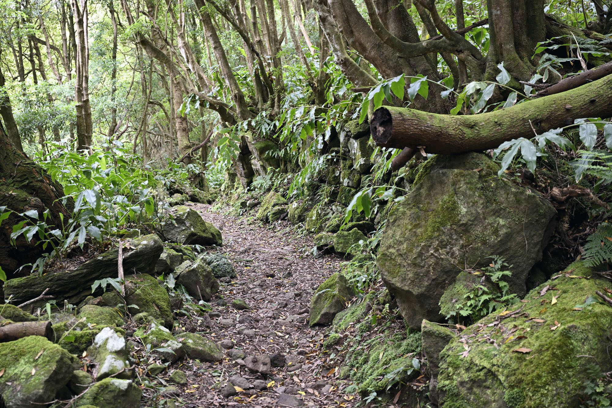 Ein uralter Karrenweg führt versteckt im Wald nach Biscoitos hinab