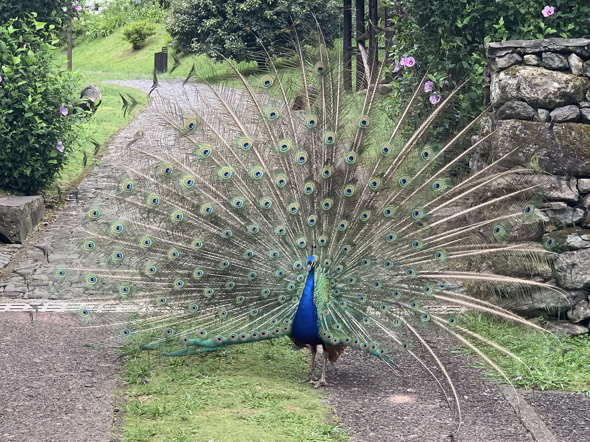 Pfau im Parque da Reserva Florestal de Recreio "Luís Paulo Camacho"